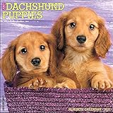 Just Dachshund Puppies 2017 Wall Calendar (Dog Breed Calendars)
