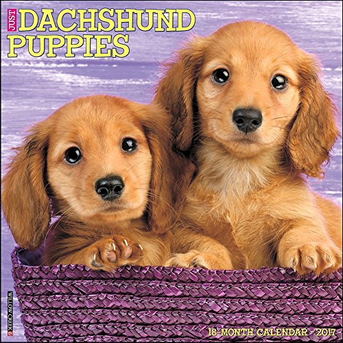 Just Dachshund Puppies 2017 Wall Calendar (Dog Breed Calendars)