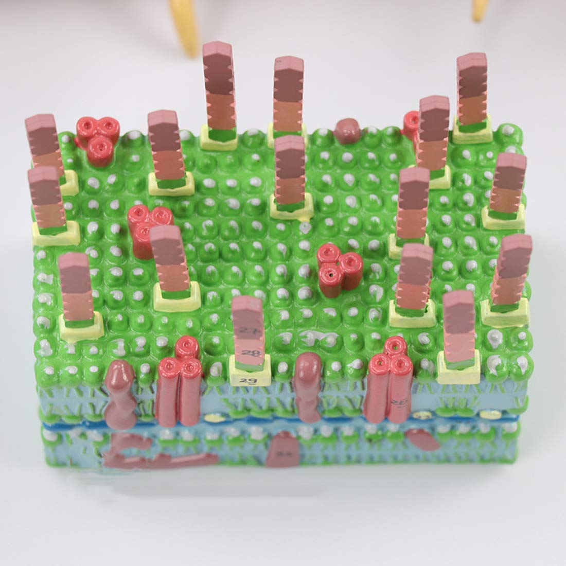 Model Nauczania, Naukowa Anatomia Biologiczna, Model Kernanatomii Komórek Bakteryjnych, Anatomiczny Model Bioflagellanu, Medyczny Materiał Dydaktyczny