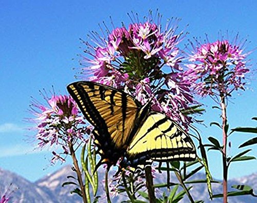Cleome serrulata | Rocky Mountain Beeplant | Waa | 50_Seeds
