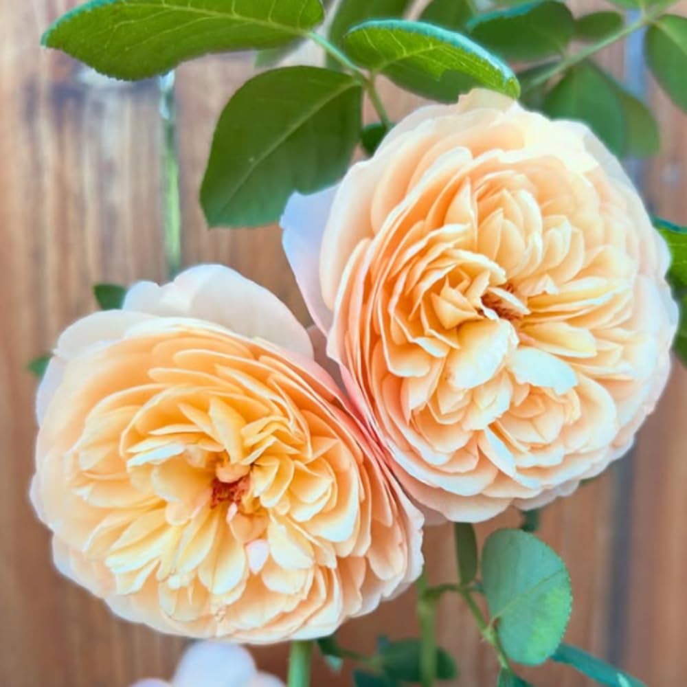 Amazon.com : Rose Plant Live Ready to Plant, Fragrant Roses Flowers, in  Pot, Ornamental Flowers Indoor Outdoor Home Garden (Apricot Rose) : Patio,  Lawn & Garden