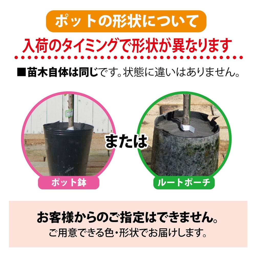 Amazon.co.jp: みかん 苗木 【はるか】 3年生接木大苗 【産地で剪定済