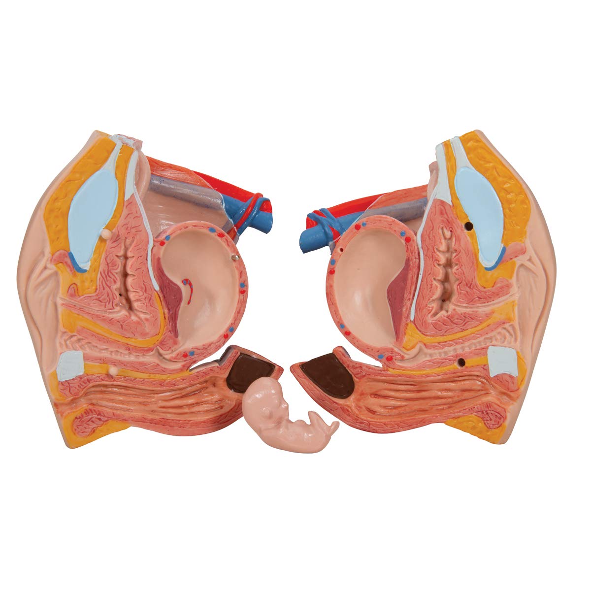 3B Scientific Deluxe-Torso-Modell, in Luxus-Ausführung, zweigeschlechtlich, mit offenem Rücken, 28-teilig, inkl. anatomischer Software „3B Smart Anatomy“ (evtl. nicht in deutscher Sprache)