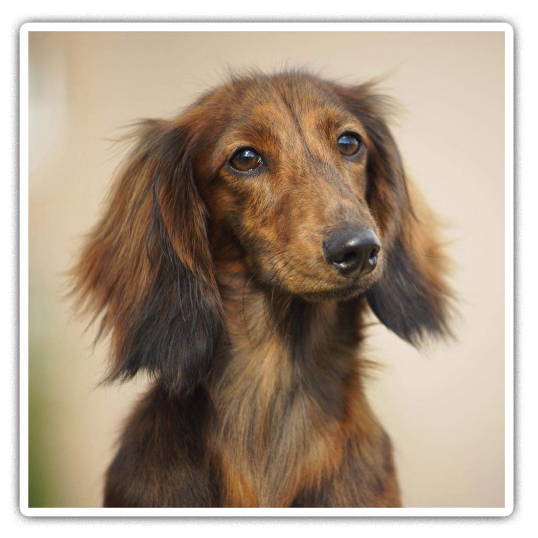 Destination Vinyl Ltd Multi Square Stickers (Set Of 2) 10Cm - Dachshund Sausage Dog Puppy Fun Decals For Laptops,Tablets,Luggage,Scrap Booking,Fridges, #2018