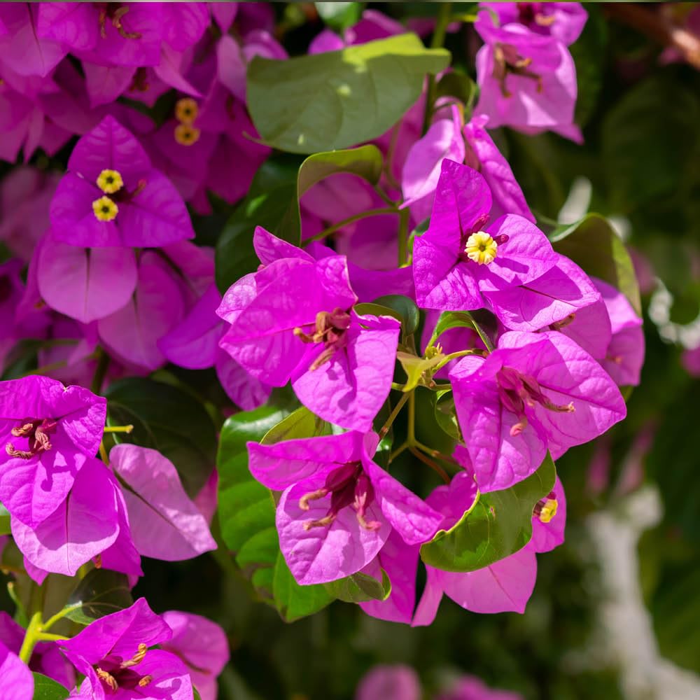 YouGarden Bougainvillea Bushes, Pair of Established Plants in 18cm Pots, Mediterranean Flowering Plants, For Gardens and Homes
