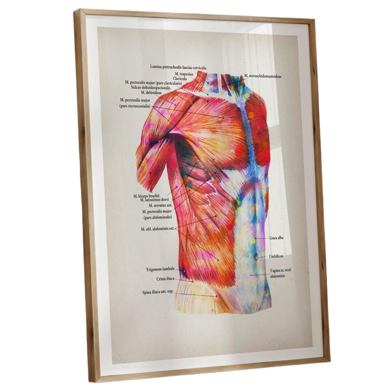 HGETJOHXEM Complete Human Muscle Anatomy Poster in Watercolor Style - Labeled Diagram for Students, Yoga Instructors & Chiropractic Offices(Framed,08x12inch(20x30cm))