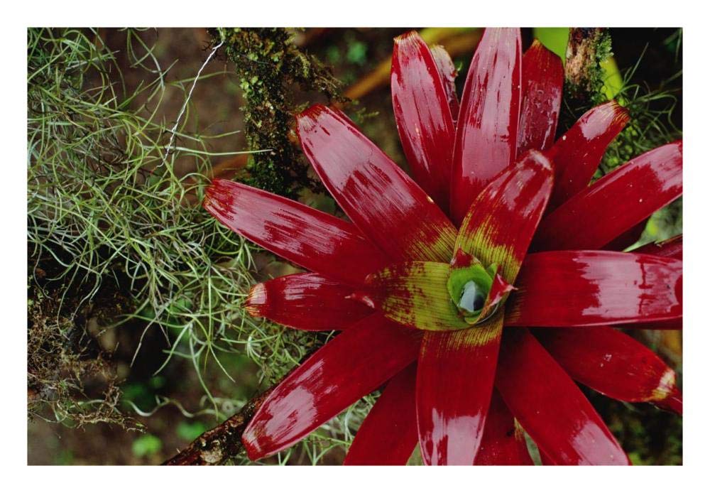 Global Gallery Tufted Airplant and Spanish Moss, La Planada Reserve, Colombia-Paper Art-26