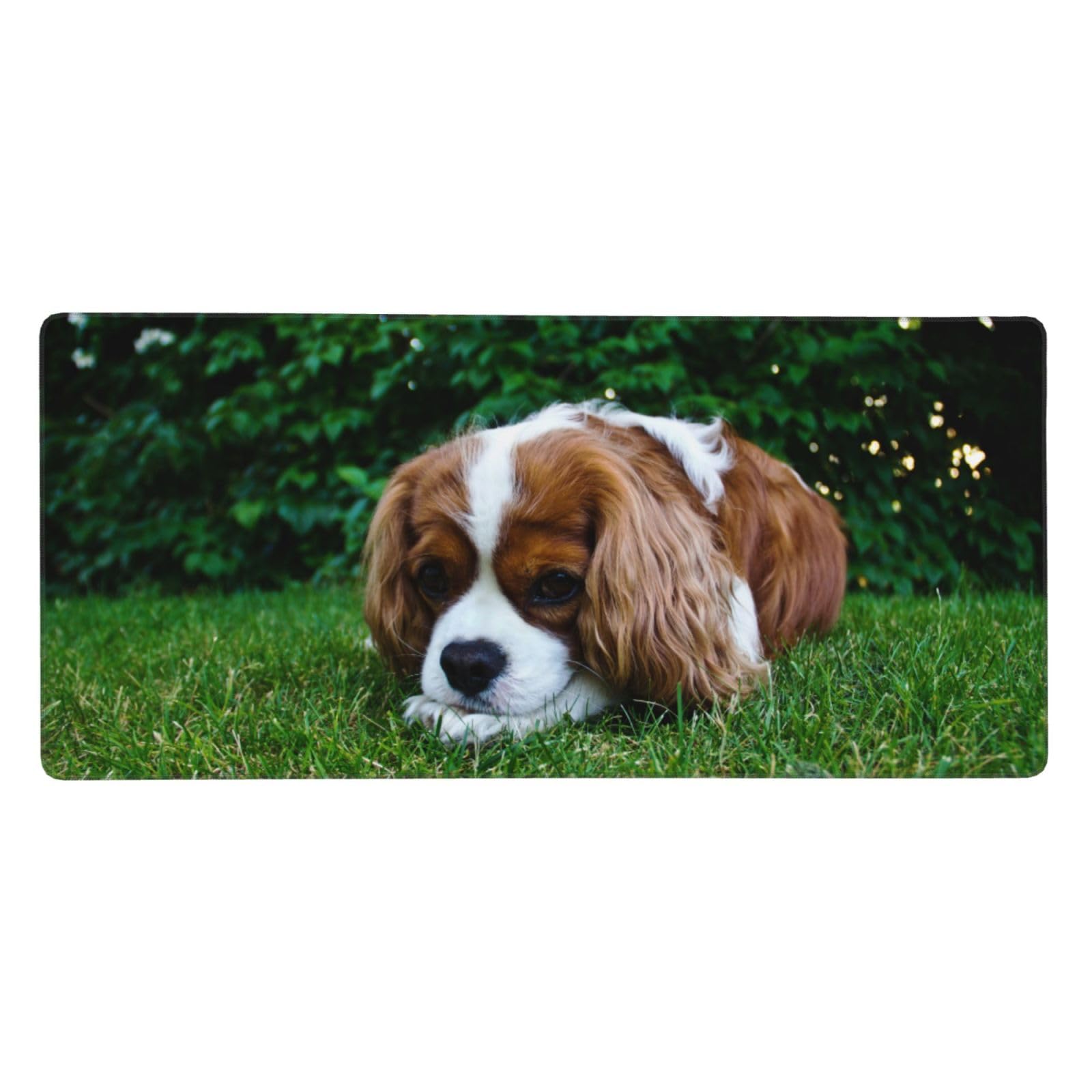 Tapis de souris grand format Cavalier King Charles imprimé haute définition - 8