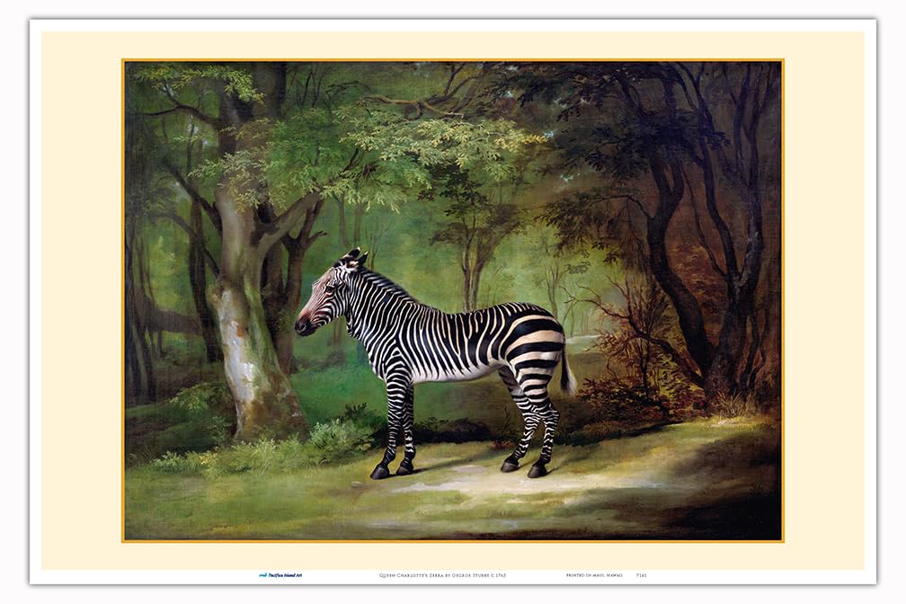 Amazon.com: Queen Charlotte's Zebra - From an Original Color