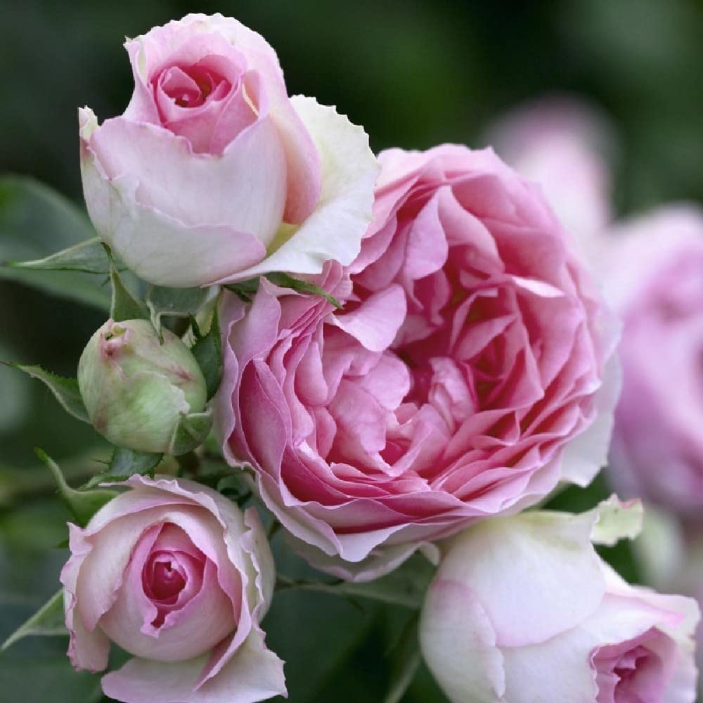 AMDGarden Pianta Rosa Brevettata Mini Pierre de Ronsard Rampicante Rosa Meilland Vaso 20 cm