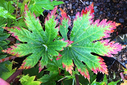 Junihitoe Japanese Maple - Acer Shirasawanum 'Junihitoe' - 3 - Year Live Plant #TOP16