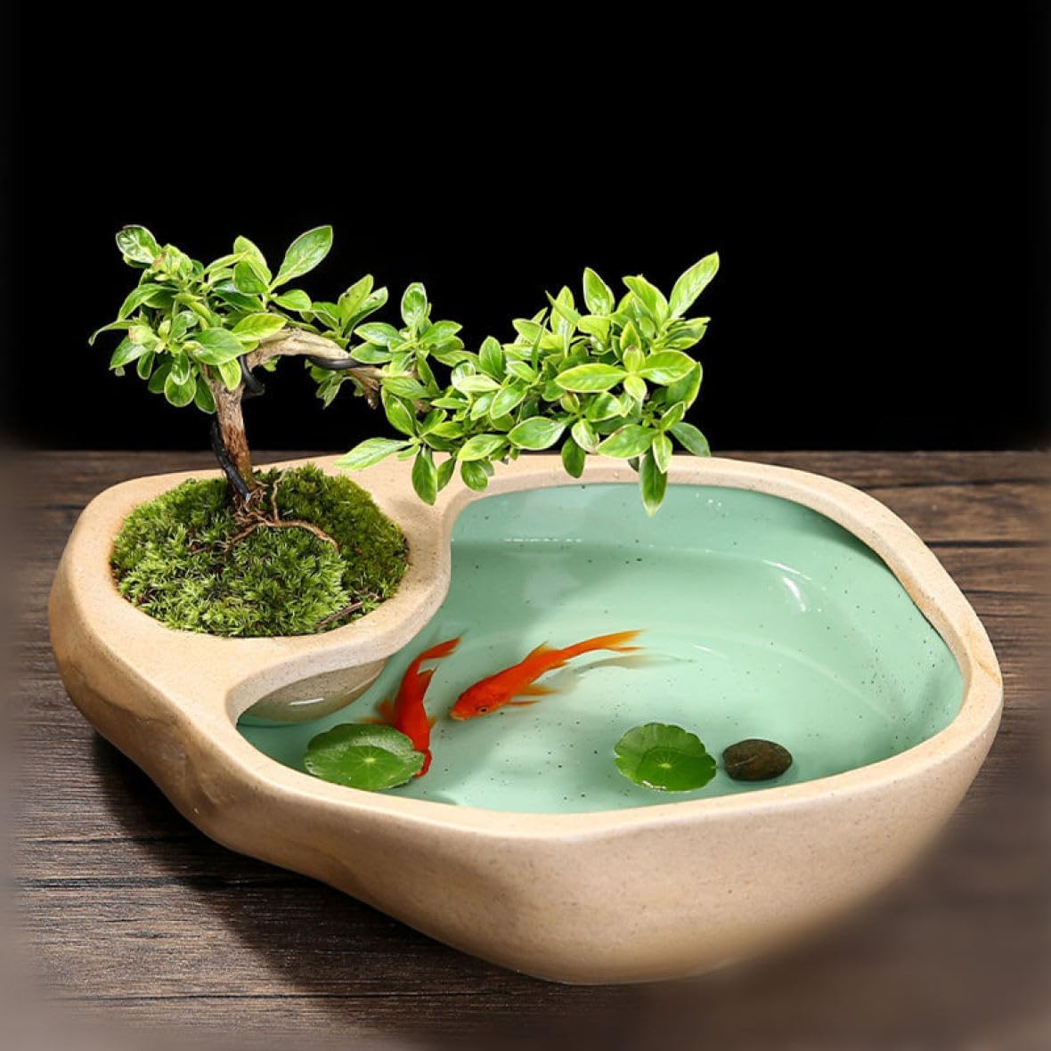 睡蓮鉢 Amazon.co.jp: 鉢植え すいれん鉢 メダカ鉢 睡蓮鉢 スイレン鉢