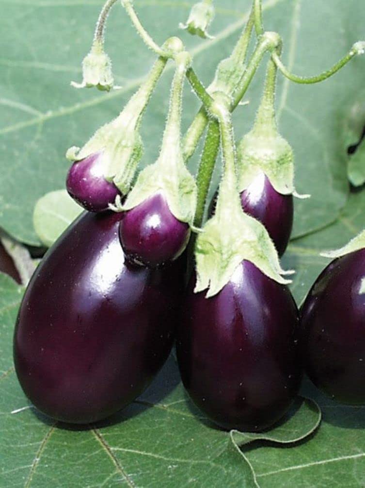 Erdem Garden Doğal Patlıcan Adana Dolma 100 Ad. Tohum
