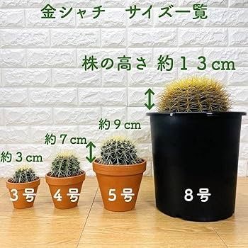 亀　サボテン 大物キンシャチ③　超選抜苗7月限定3個　【金鯱】王様/ Amazon.co.jp: サボテンの王様 金鯱 3号鉢 観葉植物 多肉植物 金