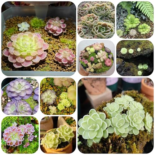 plantas carnívoras - semillas de mantecosa semillas de bonsái macetas plantas interior planta maceta en macetas exóticas balcón jardín balcón con camas elevadas interior - raras - 300pcs