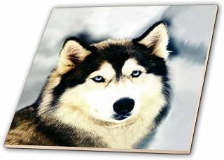 12 Inch Glass Tile - Staring Siberian Husky Dogs Siberian Husky