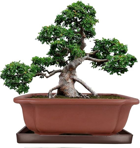 MUZHI 9” Bonsai Pot, Large Zisha Bonsai Planter with