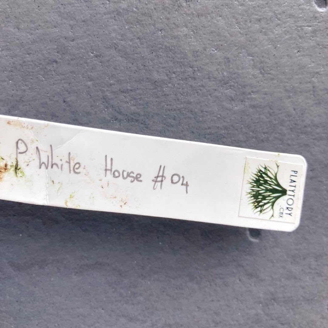 Amazon.co.jp: P.White House #04 子株 ビカクシダ : おもちゃ
