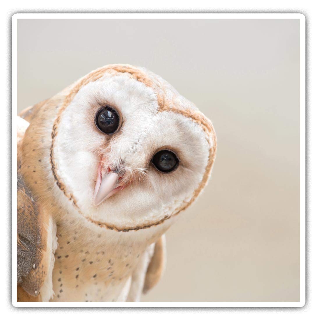 Square Stickers (Set of 2) 10cm - Wise Barn Owl Tyto Albahead Laptop Tablet Luggage Scrapbook #15817