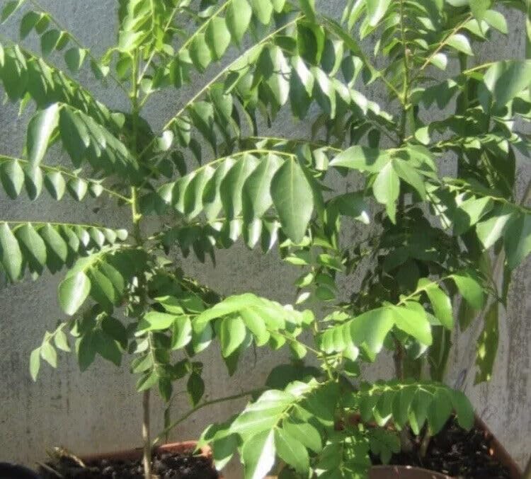 Amazon.com: DESBEBE Live Plant - Curry Leaf Plant (Murraya koenigii) 6-10  Inches Plant