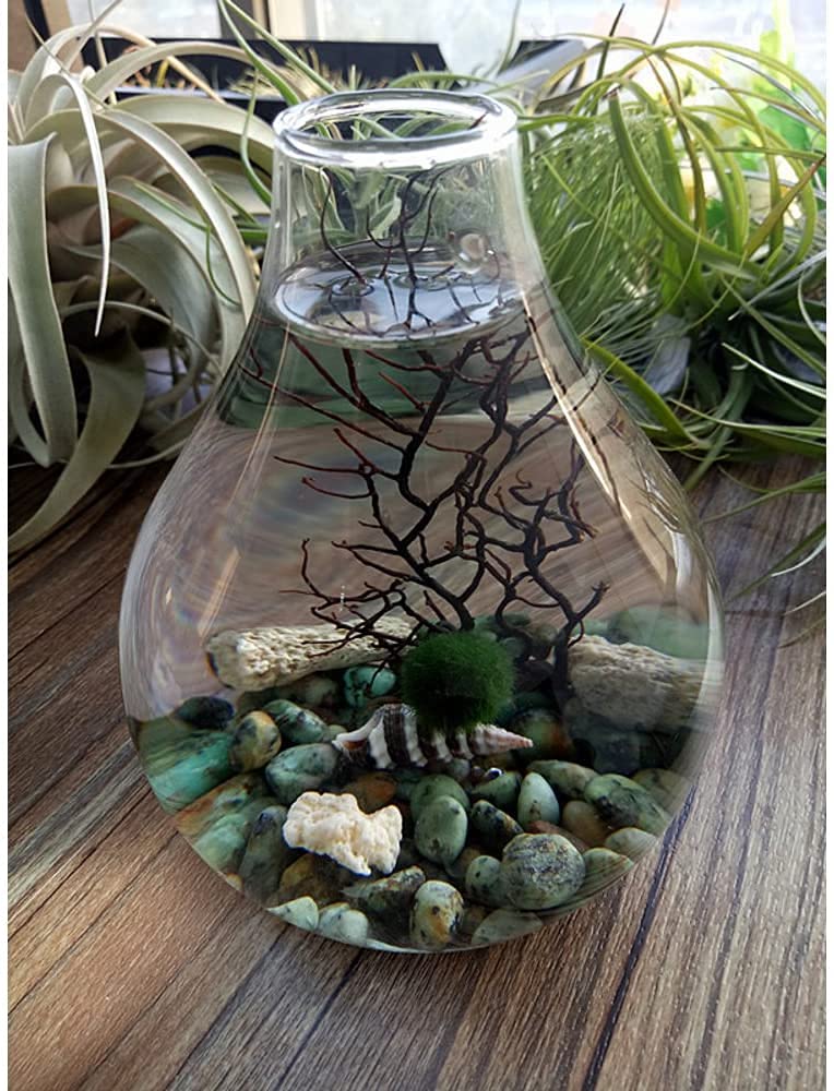 Ecosides Marimo mech piłka terrarium, zestaw do akwarium ze szkła łezki terrarium Zen terrarium moos Ball akwarium DIY terrarium pojemnik (biały)