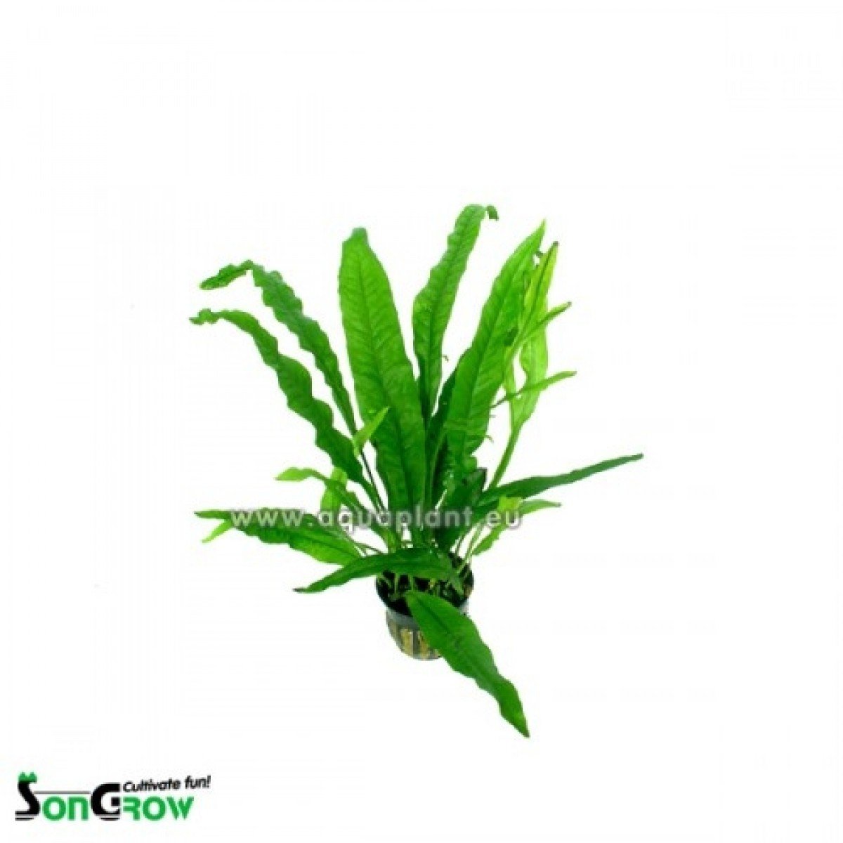 Fougère de Java Minor/Microsorum Minor (feuilles mineures)