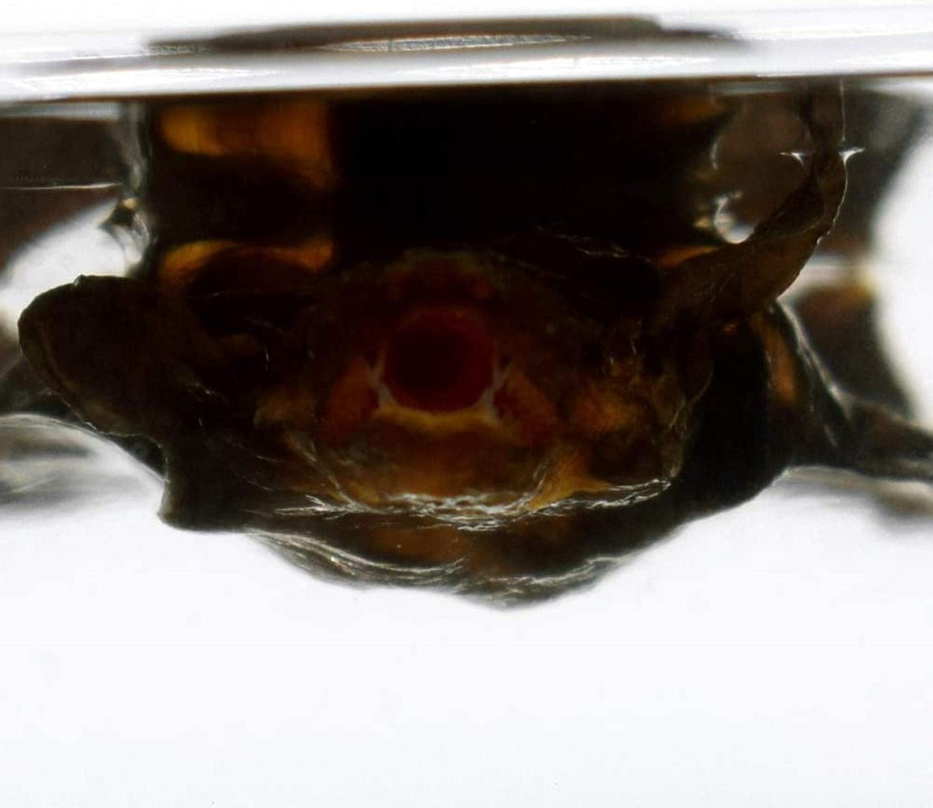 Echte Fledermaus Tierpräparation Skelett Eingebettete Probe Wissenschaft Klassenzimmer Lehrerausbildung Präparation (Fledermauspräparation)