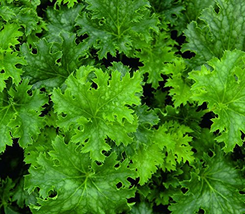 Pack x6 Heuchera x Hybrida 'Apple Crisp' Perennial Large Plug Plants