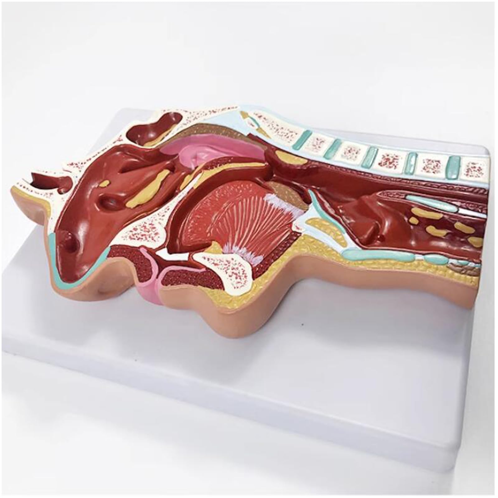 Modello di Anatomia nasale Umana - Modello di insegnamento del rinofaringe e della Gola - Modello della laringe faringea per l'educazione scientifica,Rhinitis