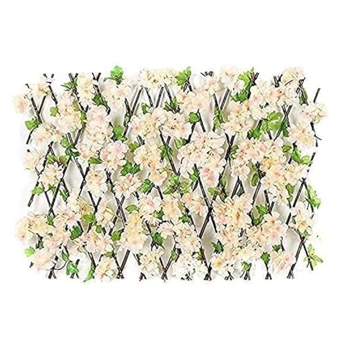 lHtFCNwbW ؐwbW ԗtt K[ffR[V XN[jO ggXXN[(Champagne,)