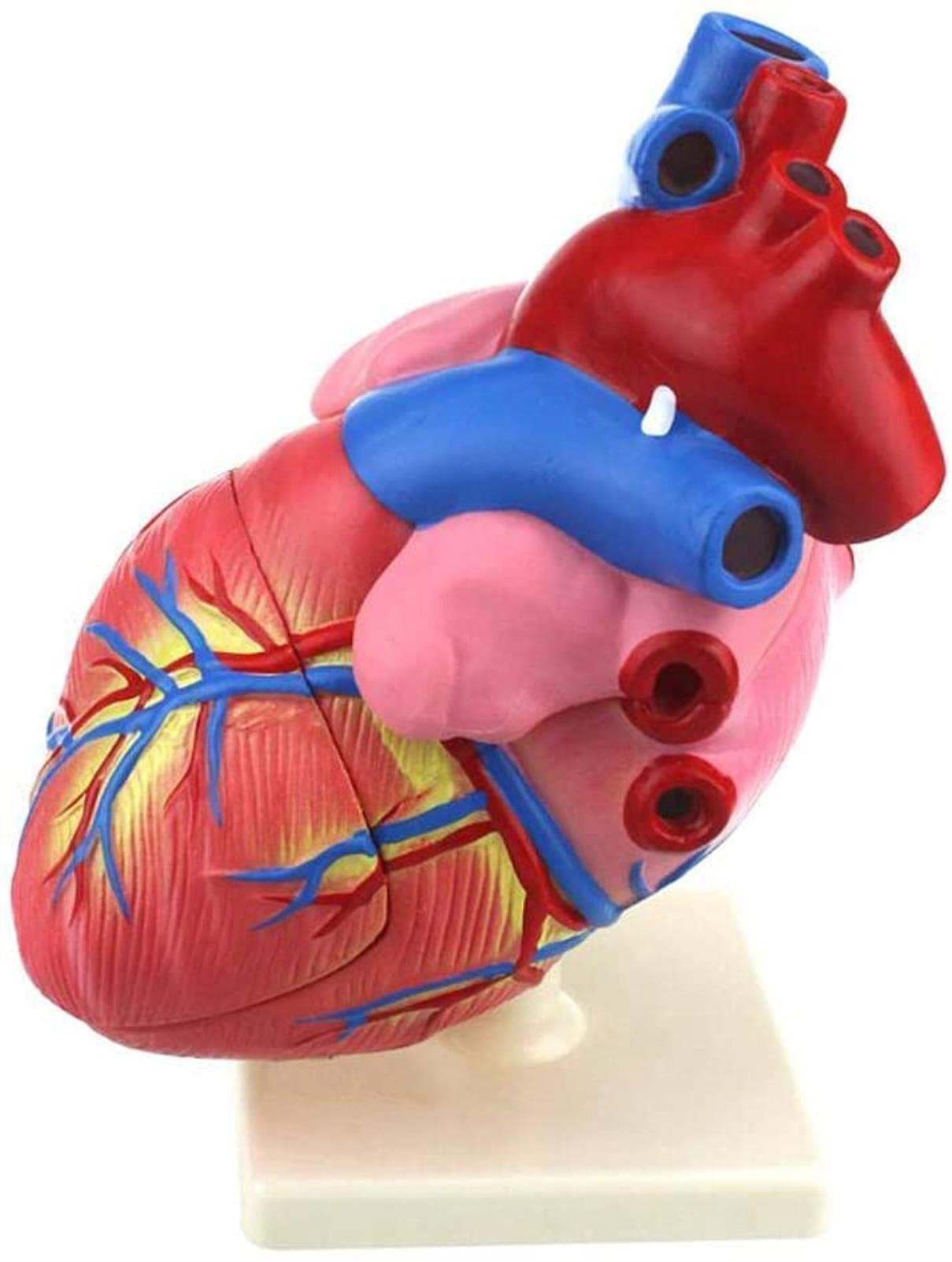 GTHTUHFD Human Heart Model 3 Times Enlarged Human Heart Model Human Organ Model Heart Model Skeleton Model
