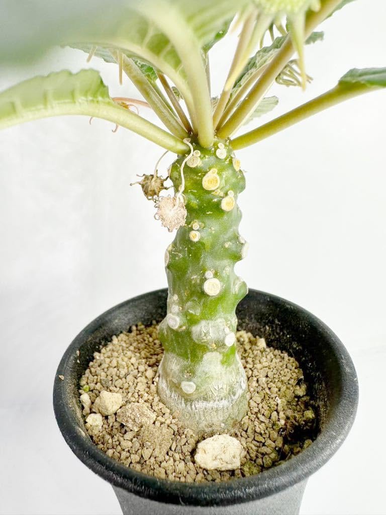 Amazon.co.jp: Dorstenia foetida ドルステニア フォエチダ 塊根植物