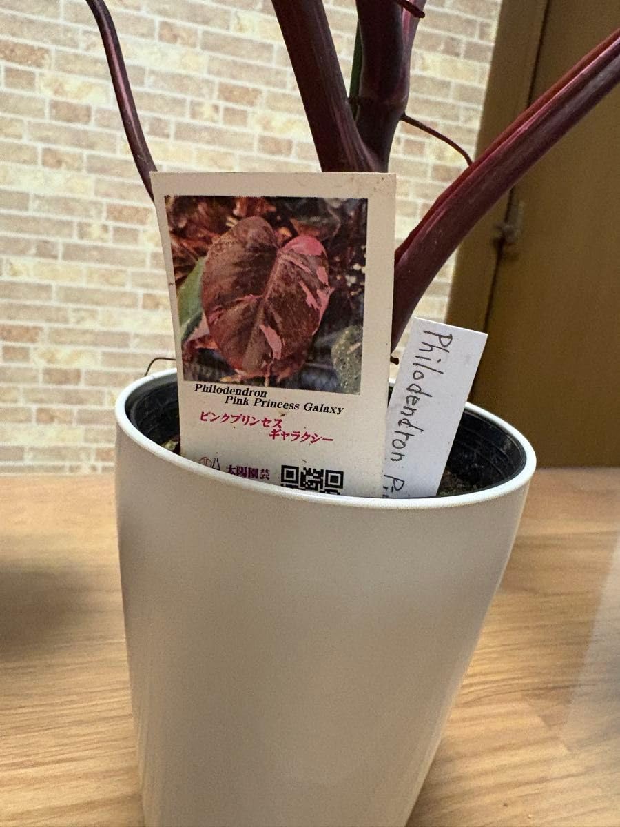 Amazon｜観葉植物 フィロデンドロン ピンクプリンセス マーブルキング
