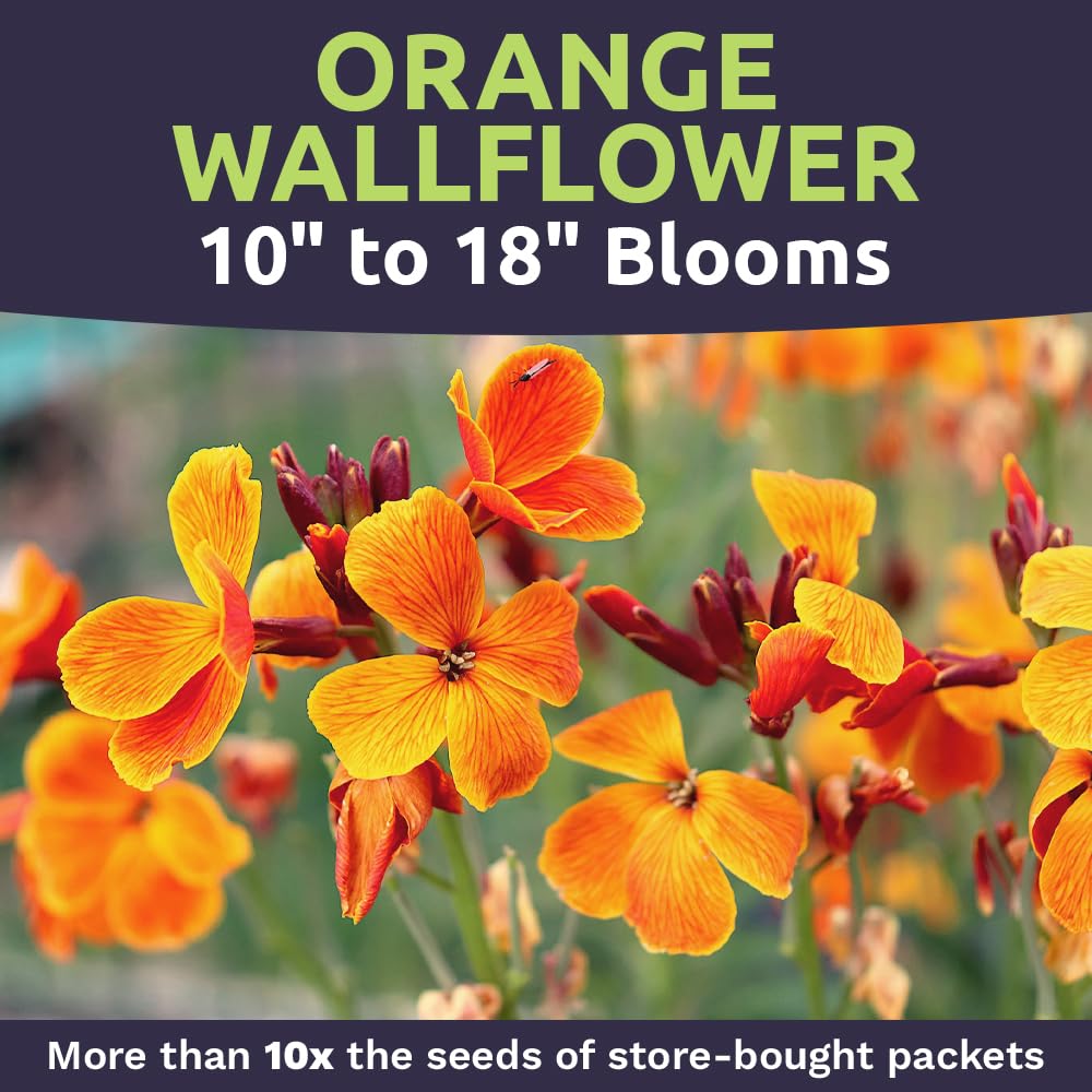 Amazon.com : Siberian WallFlower Wildflower Seeds - Bulk 1/4 Pound