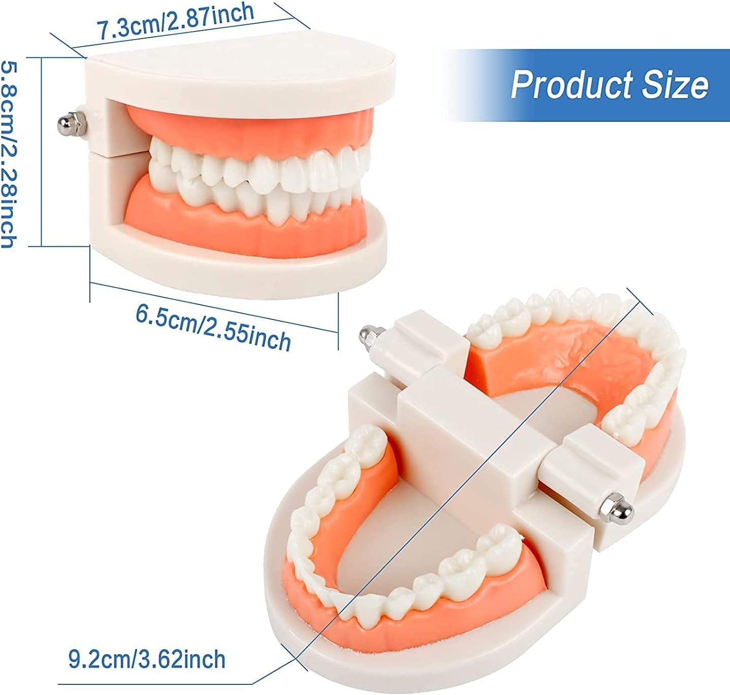 ERNZI Modello Dimostrativo Dentale per Bambini Modello di Cura Dentale Strumento Dentale Modello Standard 2 Denti 9,2 X 7,5 X 5,1 Cm