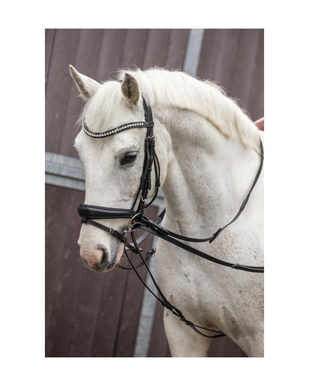 4Horses Dreieckszügel, verstellbare Hilfszügel aus Leder mit unterlegtem Bruststück, für Longieren und Dehnungshaltung