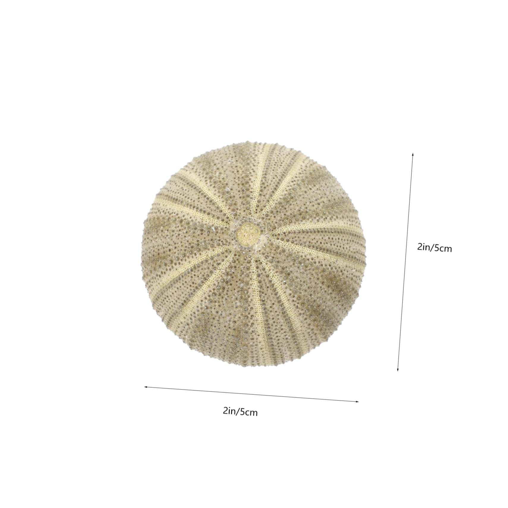 VANZACK 24pièces Décorations Ornements pour Bureau Et Aquarium Support Naturel pour Plantes Aériennes pour Artisanat