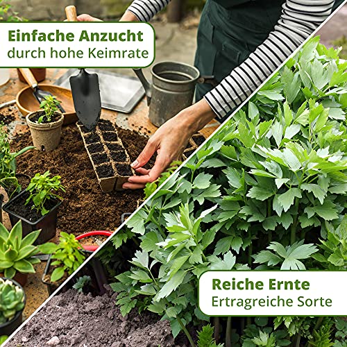 Little Plants BIO-Liebstöckelsamen (Levisticum officinale) Maggikraut | BIO-Kräutersamen | Nachhaltige Verpackung aus Graspapier | Kräuter-Samen | BIO-Saatgut für ca. 80 Liebstöckel-Pflanzen - Image 6