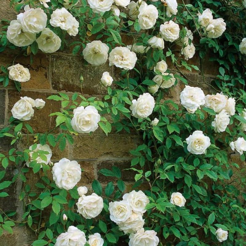 EverSneh Live Desi Varieties Climbing Rose Live Flower Plant with Pot Vertical Vining Trellis Everblooming Support Structures Climbers for Home and Gardening With Black Plastic Pot (B0CX9B94JQ) Amazon Price History, Amazon Price Tracker