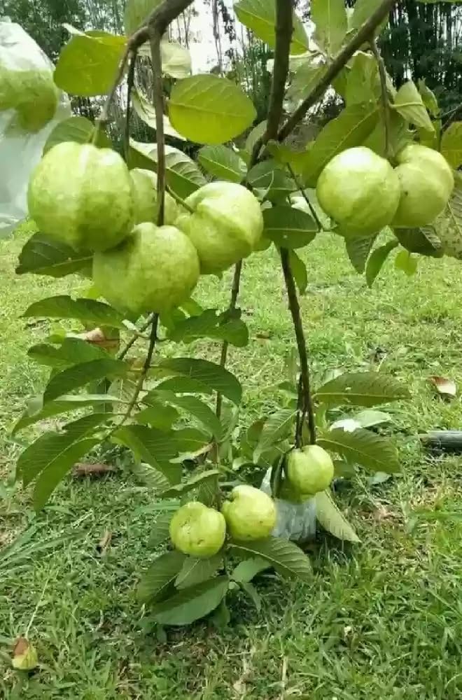 Thai 7 Guava Tree - Sweet Fruit Year-Round -2 Thai 7 Guava Tree - Sweet Fruit Year-Round -2