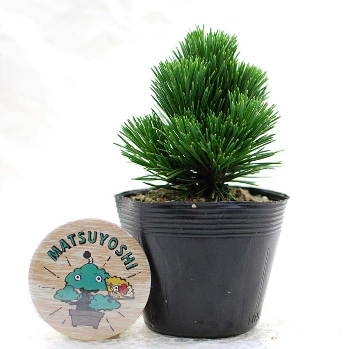 千寿丸　松 受注販売】四季と盆栽〈冬〉 ｜ 千寿丸
