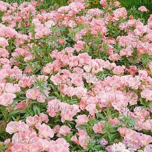 Miniatura 3 de Outsidepride 10000 semillas anuales Godetia Sybil Semillas de flores de salmón para plantar