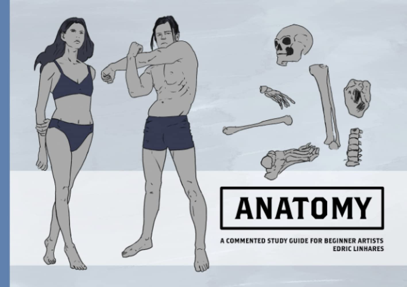 Anatomy: A commented study guide for beginner artists