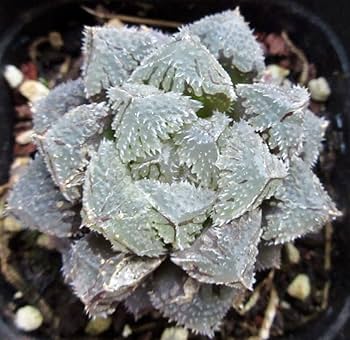 【新入荷】ハオルチア　韓国苗　魔剣　多肉植物　ポコ多肉 p_6211 新入荷】ハオルチア 韓国苗 魔剣 多肉植物 ポコ多肉 p_6211 ごめんなさい