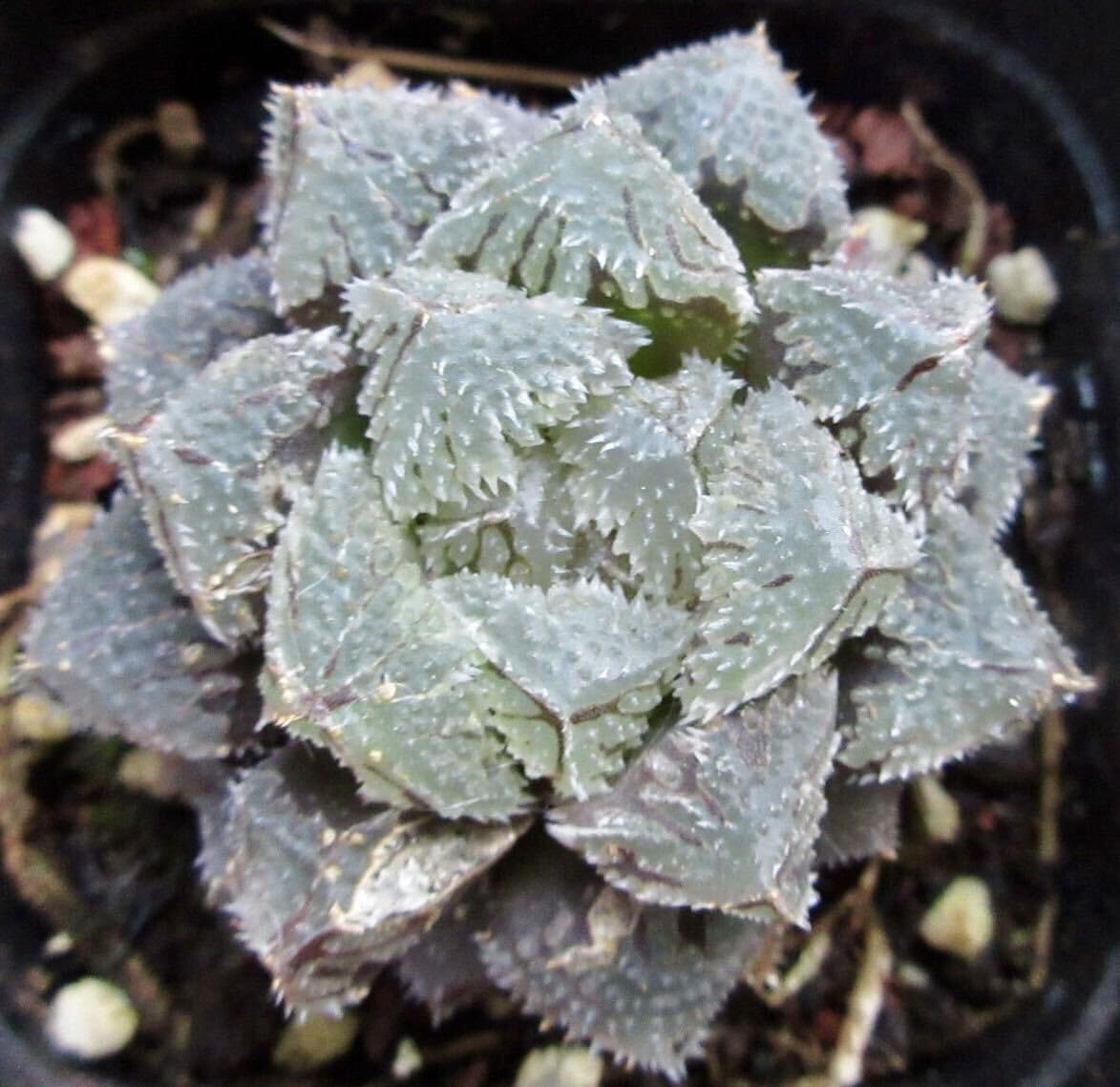 Amazon.co.jp: * 魔剣 *.ハオルシア * ハオルチア *.多肉植物