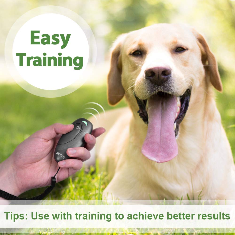 Why Has My Dog Stopped Barking