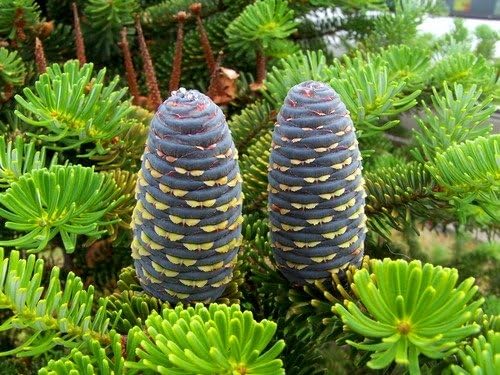 Green Carpet Fir 2 - Year Graft