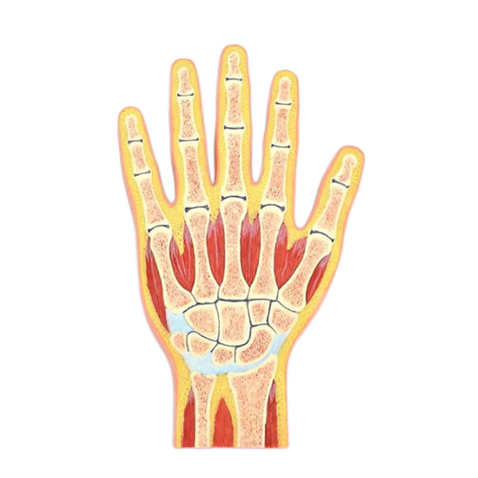 YNIYUJKL Human Hand Joint Model Muscle Anatomy Model Pvc Material Human Torso Anatomy Model For Science Classroom Study Display Model