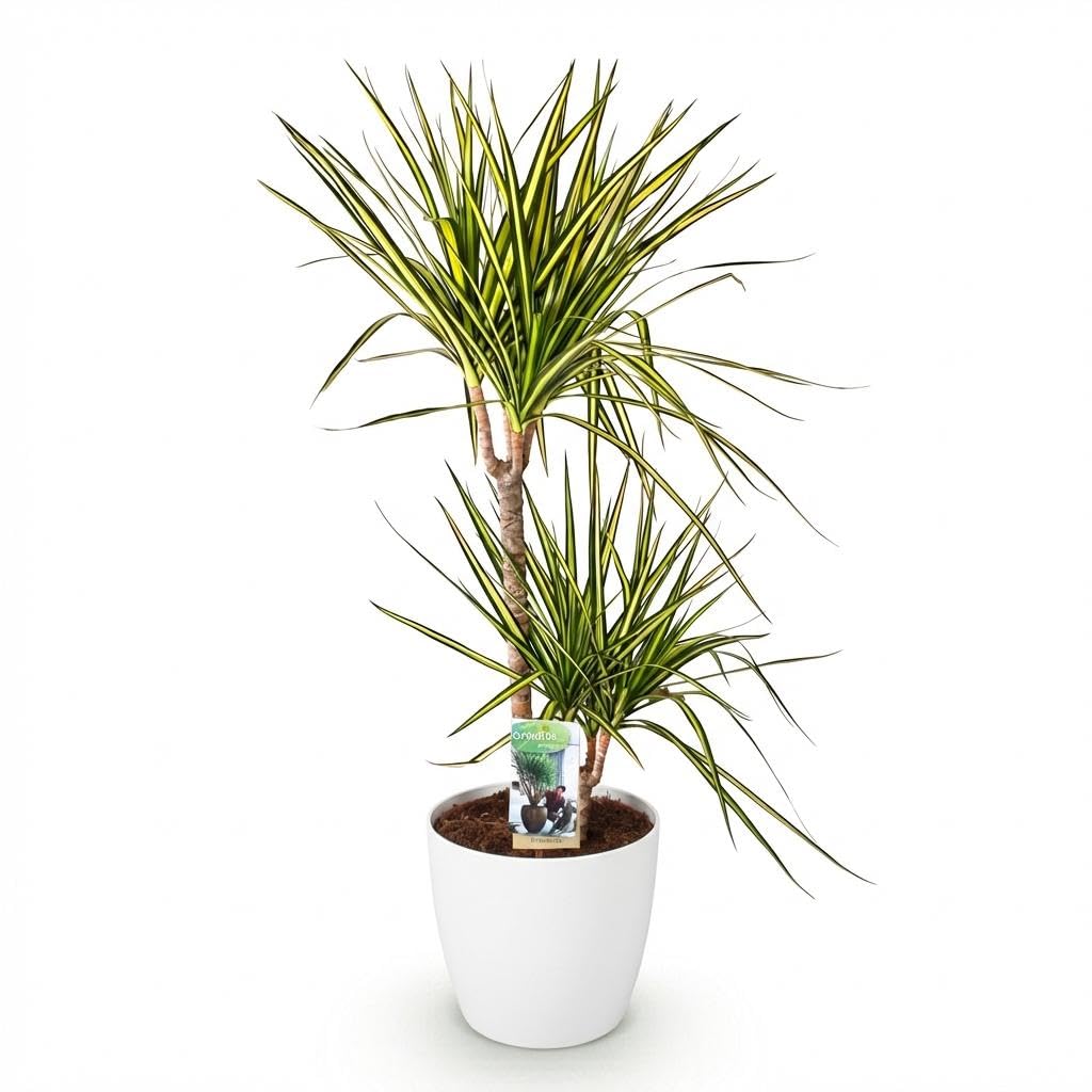 Green boutiQ - Zimmerpflanzen - Dracaena Sunray - Drachenbaum - Wenig Pflege - Grün - Gelb - 1 Pflanze - mit Potter Weiß - Topf 21cm - Höhe 90-100cm