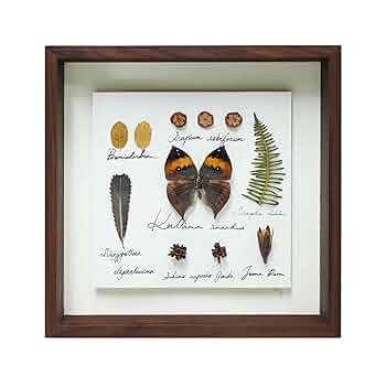 Papilio blumei 蝶の標本 Blumei Butterfly